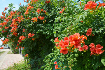 Trumpet vine flowers on fence. Campsis radicans (trumpet vine or trumpet creeper, also known in...