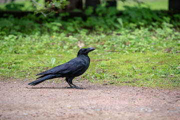 Crow on the ground