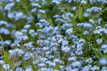 Flower of Miyakowasure, Aster savatieri cultivate