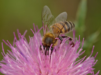 A honey bee collecting nectar from a thistle flower in Villa de Merlo, San Luis, Argentina.