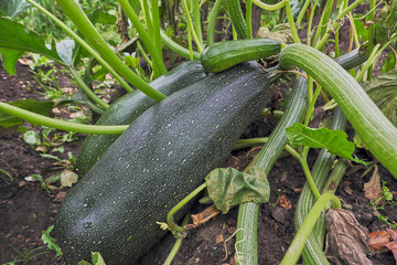 zucchini on the ground