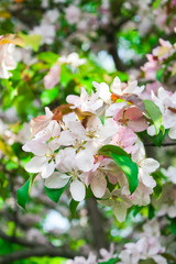 blooming apple, peach and pear