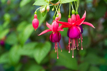 Fuchsia flowers in garden.