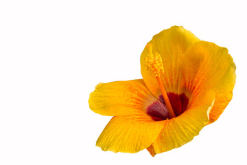 Hibiscus syriacus Yellow Color.