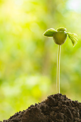 Sunlight Beam And Young Plant In The Breed Season.