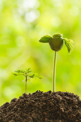 Sunlight Beam And Young Plant In The Breed Season.