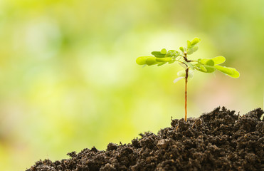 Sunlight Beam And Young Plant In The Breed Season.