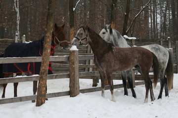The young Arabian colt and adult arabian gelding ran to get acquainted with the mare  over the paddock's fence in winter. Mare in blanket