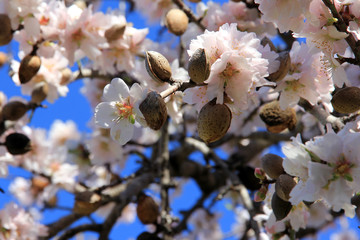 mandelbl&uuml;ten mit mandeln des vorjahres