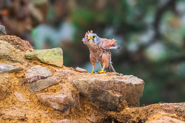Common kestrel (Falco tinnunculus) in natural habitat