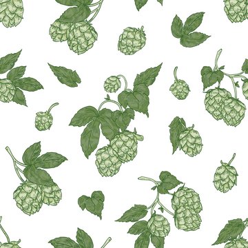 Botanical seamless pattern with fresh organic hop flowers on white background