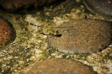 Dragonfly on leaf