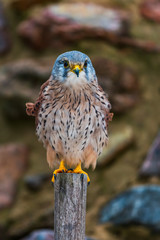 Common kestrel (Falco tinnunculus) in natural habitat
