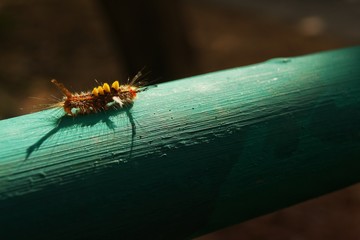 caterpillar on a leaf