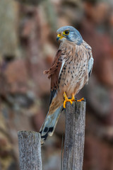 Common kestrel (Falco tinnunculus) in natural habitat