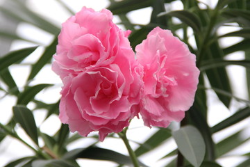 pink oleander flowers on green leaves background