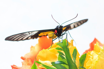 Bright butterfly on roses. Масro
