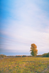 Fototapeta premium Old tall poplar with yellow leaves on autumn meadow
