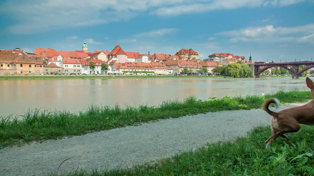 A young woman is walking the dog on one side of the river and there is a beautiful city on the other side. It's summer time.