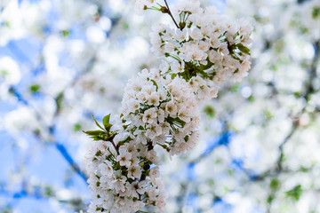 Blossoming branch apple. Bright colorful spring flowers 