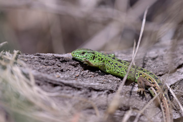 Early spring. Green lizard on a tree