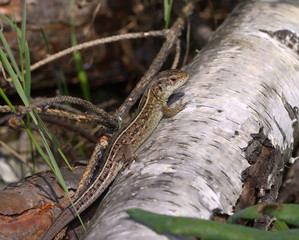Brown gray lizard sitting on a trunk of a tree