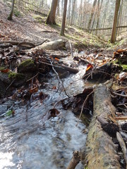 Fluss im Wald