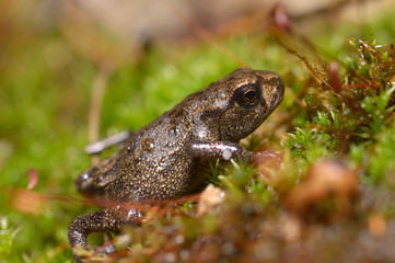 Tiny frog sitting on moss