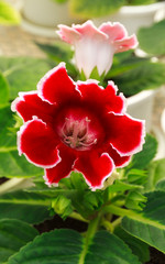 Beautiful red flowers gloxinia.