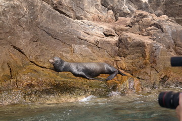 Seal on the rocks in Cabo San Lucas Harbor, Mexico