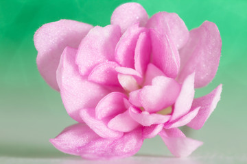 The pink violet flower closeup on a light green background