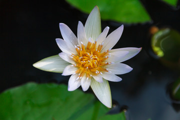 White lotus flower in the pond