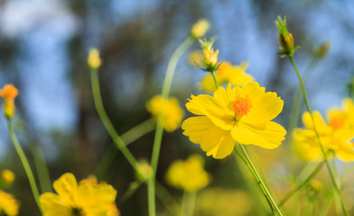 Yellow flowers bouquet on the blurred garden background