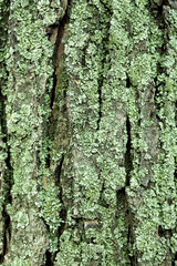 Texture tree bark, background tree bark