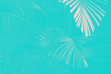 The leaves of tropical plants closeup fashionable blue duotone toning. Copy space. Selective focus.