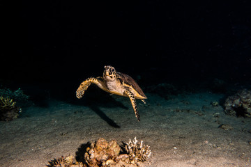 Hawksbill sea turtle in the Red Sea, dahab, blue lagoon sinai