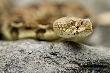 Rattlesnake pit viper bang poisonous dangerous harmful look out stay away beer run scales eyes