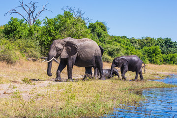 Herd of elephants adults and cubs crossing river in shallow water