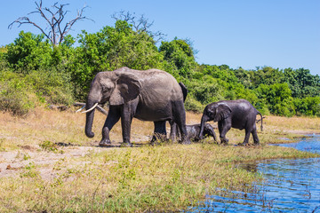 Obraz premium Herd of elephants adults and cubs crossing river in shallow water