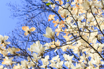 blooming magnolias in spring park