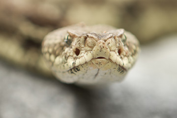 Rattlesnake pit viper bang poisonous dangerous harmful look out stay away beer run scales eyes