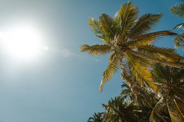 Fototapeta na wymiar Dominicana palm trees and sky