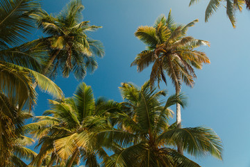 Fototapeta na wymiar Dominicana palm trees and blue sky at Fronton beach