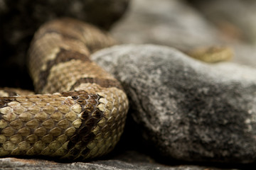 Rattlesnake pit viper bang poisonous dangerous harmful look out stay away beer run scales eyes
