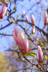 blooming magnolias in spring park