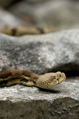 Rattlesnake pit viper bang poisonous dangerous harmful look out stay away beer run scales eyes