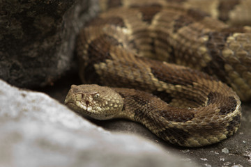 Rattlesnake pit viper bang poisonous dangerous harmful look out stay away beer run scales eyes