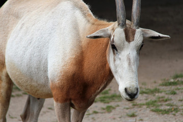 Fototapeta na wymiar Oryx 