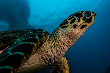 Hawksbill sea turtle in the Red Sea, dahab, blue lagoon sinai