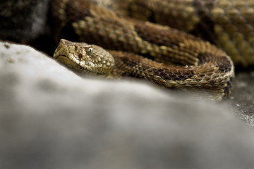 Rattlesnake pit viper bang poisonous dangerous harmful look out stay away beer run scales eyes